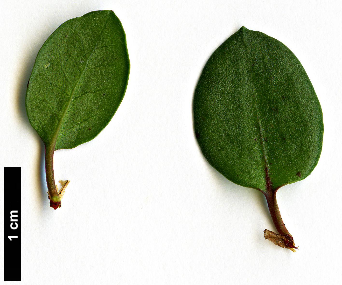 High resolution image: Family: Polygonaceae - Genus: Muehlenbeckia - Taxon: axillaris